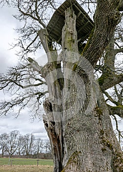 Kanepu oak, which is the second thickest oak in Latvia and the Baltics, with a circumference of 9.4 m, JÃârcÃâni parish, Latvia